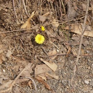 coltsfoot