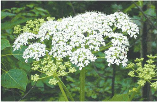 queen annes lace