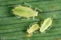 aphids