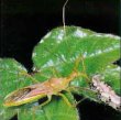 assassin bug