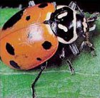 lady bird beetle