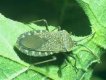 squash bug