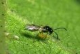 wasp aphid