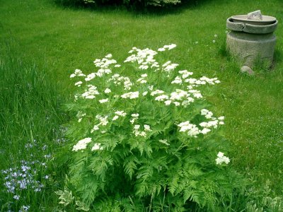 sweet cicely